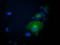 KAP1 antibody, TA502793, Origene, Immunofluorescence image 