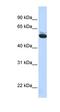 Coatomer subunit delta antibody, orb325929, Biorbyt, Western Blot image 