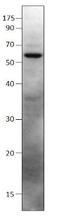 Protein shisa-9 antibody, GTX47899, GeneTex, Western Blot image 