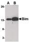 BCL2 Like 11 antibody, MA5-15763, Invitrogen Antibodies, Western Blot image 