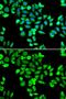 Cell Division Cycle 16 antibody, GTX65871, GeneTex, Immunocytochemistry image 