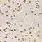 Laminin Subunit Beta 2 antibody, LS-C334748, Lifespan Biosciences, Immunohistochemistry frozen image 