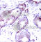 c-Myc antibody, AP0132, ABclonal Technology, Immunohistochemistry paraffin image 