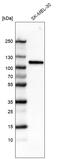 Sortilin 1 antibody, AMAb91427, Atlas Antibodies, Western Blot image 