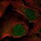Fibroblast Growth Factor 5 antibody, PA5-65332, Invitrogen Antibodies, Immunofluorescence image 