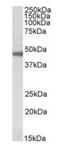 ATPase Na+/K+ Transporting Subunit Beta 1 antibody, orb20566, Biorbyt, Western Blot image 