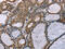 Actinin Alpha 2 antibody, CSB-PA554695, Cusabio, Immunohistochemistry frozen image 
