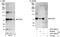 DEAD-Box Helicase 51 antibody, A301-089A, Bethyl Labs, Western Blot image 