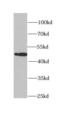 Cell cycle protein p38-2G4 homolog antibody, FNab06092, FineTest, Western Blot image 