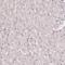 Centromere protein F antibody, HPA064308, Atlas Antibodies, Immunohistochemistry frozen image 