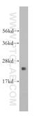 Ribosomal Protein L9 antibody, 14117-1-AP, Proteintech Group, Western Blot image 