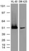 CD4 antibody, UM870010, Origene, Western Blot image 
