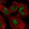 MutL Homolog 1 antibody, HPA052707, Atlas Antibodies, Immunocytochemistry image 