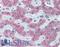 Retinol Binding Protein 4 antibody, LS-B6140, Lifespan Biosciences, Immunohistochemistry frozen image 