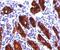Thyroglobulin antibody, 33-209, ProSci, Immunohistochemistry frozen image 