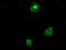 LEM Domain Containing 3 antibody, LS-C114870, Lifespan Biosciences, Immunofluorescence image 