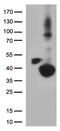 Dehydrogenase/Reductase 1 antibody, TA812489, Origene, Western Blot image 