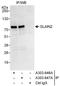 SLAIN Motif Family Member 2 antibody, A303-646A, Bethyl Labs, Immunoprecipitation image 