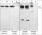 Sphingosine Kinase 2 antibody, SP4621, ECM Biosciences, Western Blot image 