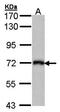 Kallikrein 1 antibody, orb13525, Biorbyt, Western Blot image 