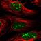 Cms1 Ribosomal Small Subunit Homolog antibody, NBP1-81078, Novus Biologicals, Immunofluorescence image 
