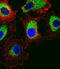 Pituitary Tumor-Transforming 2 antibody, abx029148, Abbexa, Immunocytochemistry image 