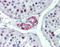 Kinesin Family Member 13B antibody, ARP33926_P050, Aviva Systems Biology, Immunohistochemistry frozen image 