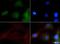 NBR1 Autophagy Cargo Receptor antibody, NBP1-71703, Novus Biologicals, Immunocytochemistry image 