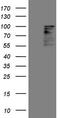 Homeodomain Interacting Protein Kinase 1 antibody, LS-C798385, Lifespan Biosciences, Western Blot image 