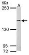 Enhancer Of MRNA Decapping 4 antibody, PA5-30485, Invitrogen Antibodies, Western Blot image 