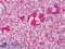 CD82 Molecule antibody, LS-B1346, Lifespan Biosciences, Immunohistochemistry frozen image 