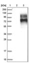LMBR1 Domain Containing 1 antibody, PA5-54021, Invitrogen Antibodies, Western Blot image 