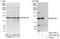 Zinc Finger Protein 184 antibody, A303-738A, Bethyl Labs, Immunoprecipitation image 