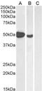FOXP3 antibody, LS-C20158, Lifespan Biosciences, Western Blot image 