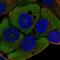 Protein Wnt-11 antibody, NBP2-57600, Novus Biologicals, Immunofluorescence image 