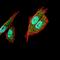 Transcription Factor AP-2 Alpha antibody, NBP2-52571, Novus Biologicals, Immunofluorescence image 