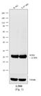 Mouse IgG (H+L) antibody, A15985, Invitrogen Antibodies, Western Blot image 