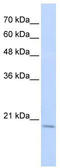 RNA Binding Motif Protein 39 antibody, TA345901, Origene, Western Blot image 