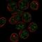 Purkinje cell protein 2 homolog antibody, NBP2-56179, Novus Biologicals, Immunofluorescence image 