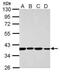 Speedy protein A antibody, PA5-29417, Invitrogen Antibodies, Western Blot image 