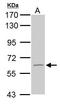 Glutamate Decarboxylase 2 antibody, TA308367, Origene, Western Blot image 