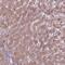Deoxyribonuclease 2, Lysosomal antibody, NBP2-39068, Novus Biologicals, Immunohistochemistry frozen image 
