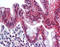 pp120 antibody, TA341224, Origene, Immunohistochemistry frozen image 