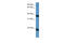 HB-GAM antibody, 30-059, ProSci, Enzyme Linked Immunosorbent Assay image 
