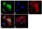 Cryptochrome Circadian Regulator 1 antibody, GTX23518, GeneTex, Immunofluorescence image 