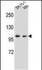 Glutamate Receptor Interacting Protein 2 antibody, PA5-48489, Invitrogen Antibodies, Western Blot image 