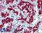 Vascular Endothelial Zinc Finger 1 antibody, LS-B3981, Lifespan Biosciences, Immunohistochemistry paraffin image 