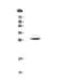 Myelin Protein Zero antibody, A00997-1, Boster Biological Technology, Western Blot image 