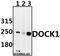 Dedicator of cytokinesis protein 1 antibody, A03440, Boster Biological Technology, Western Blot image 