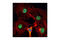 Nuclear Mitotic Apparatus Protein 1 antibody, 3888S, Cell Signaling Technology, Immunocytochemistry image 